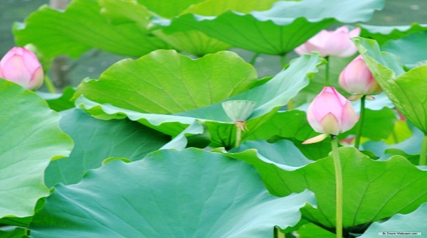 tham-dong-thap-02.jpg