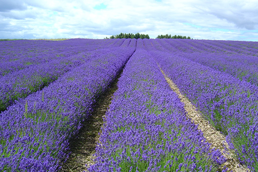 Province - Marseille, Pháp