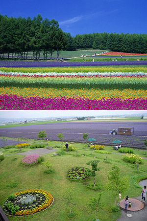Ngày 03: ASAHIKAWA - FURANO - SAPPORO