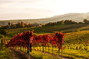 Ngày 04: Rhineland - Rothenburg - Munich