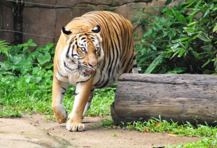 vuon-thu-Zoo-Negara-Malaysia.jpg