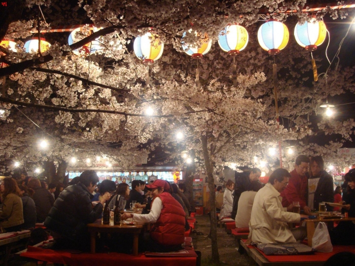 hoa-anh-dao-nhatban-2014-05.jpg