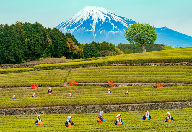 kham-pha-ve-dep-nen-tho-cua-shizuoka
