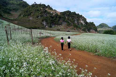 Hoa cải Mộc Châu 1