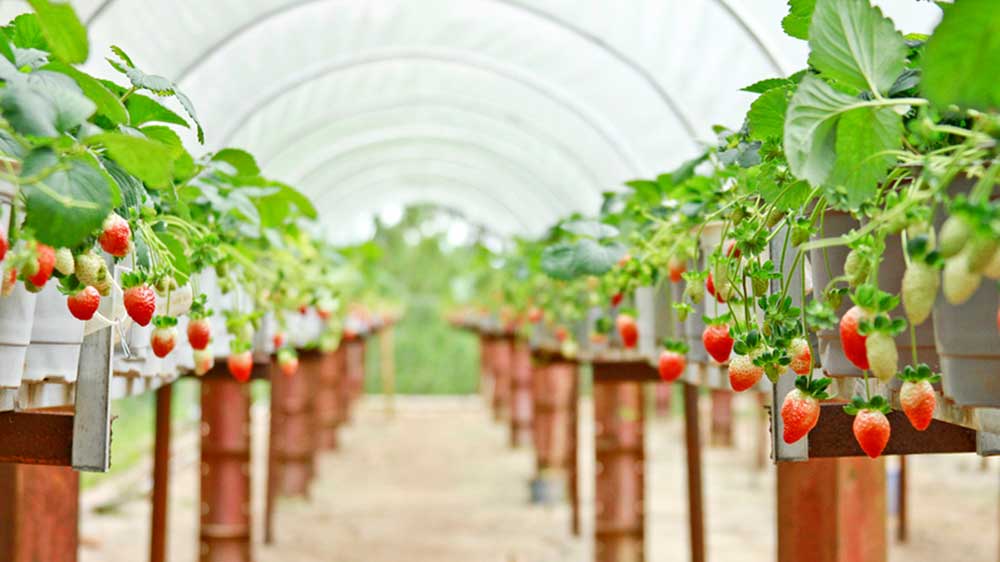 Có một Đà Lạt như thế