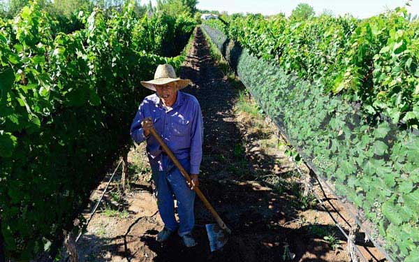 Argentina-thu-hoach-nho-ruou.jpg