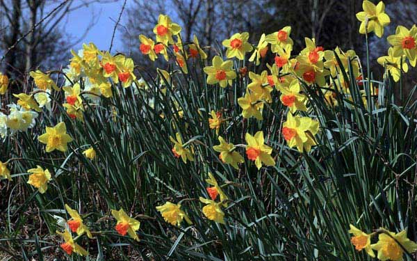 Cornwall-hos-thuy-tien.jpg