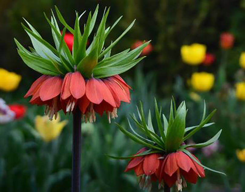 Thổ Nhĩ Kỳ quê hương của ông già Noel và hoa Tulip