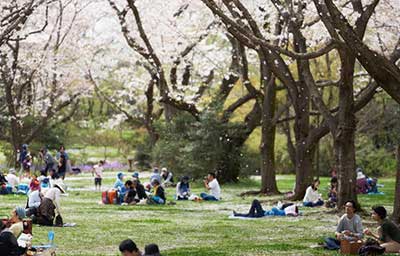 Sakura ! Xúc cảm một mùa hoa