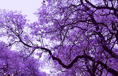 Jacaranda - Hoa phượng tím