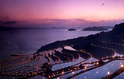 Nghệ thuật ánh sáng được tái hiện trên các đồng lúa tại Nhật