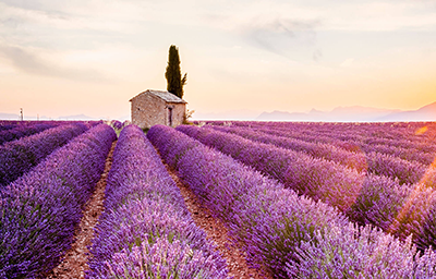 Thành phố Provence - Thiên đường oải hương