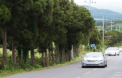 Điều kỳ lạ trên con đường ma quái ở đảo Jeju Hàn Quốc