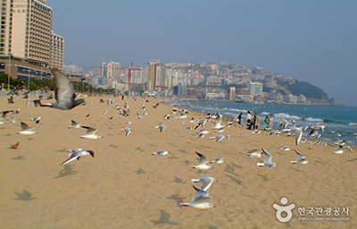 Khám phá khu du lịch Haeundae