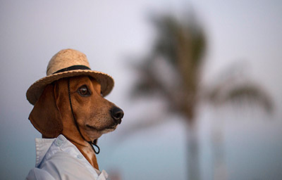 Năm Mậu Tuất - Khám phá những vương quốc dành cho cún yêu