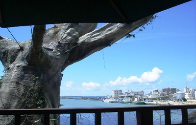 Nhà hàng trên cây Naha Harbor