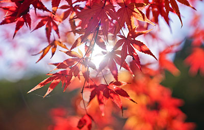 Nhật Bản dịu dàng những ngày thu