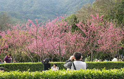 Đài Loan - Ngẩn ngơ nét đẹp hoa anh đào