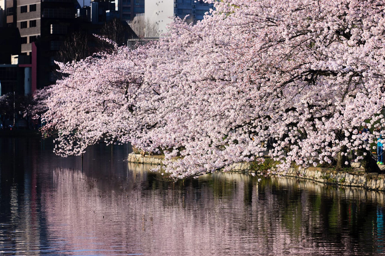 Dự báo lịch nở hoa anh đào Nhật Bản 2020