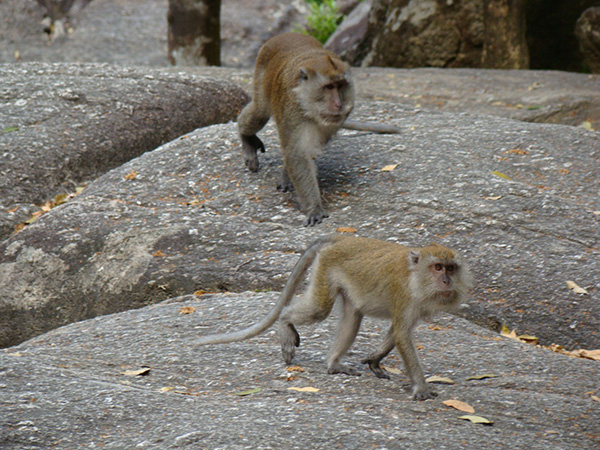 langkawi-nhung-dieu-nen-biet-05.jpg