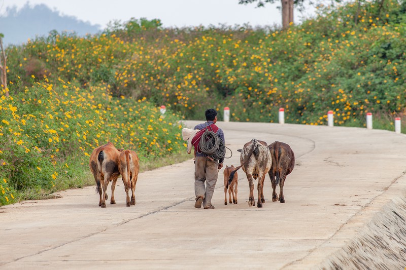 nui-lua-chu-dang-yah